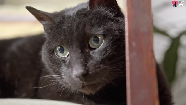 Huge Cat Hugged A Woman In a Shelter And Didn't Let Go! It Must Be Seen смотреть онлайн