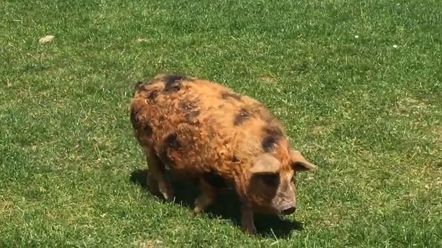Мохнатая свинья Мангалица Mangalitsa в контактном зоопарке в Ирландии смотреть онлайн