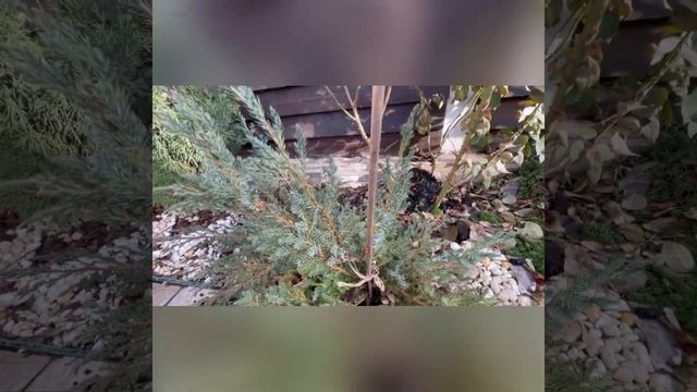 Из обычного можжевельника делаем необычную плакучую форму смотреть онлайн