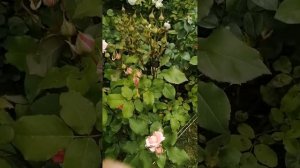 Роза Карамель Антик, Глория Дей и Ирен Френ  (Caramel Antike, Gloria Dei,  Irene Frain).