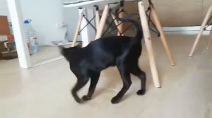 Ориентальная кошка 3 месяца.