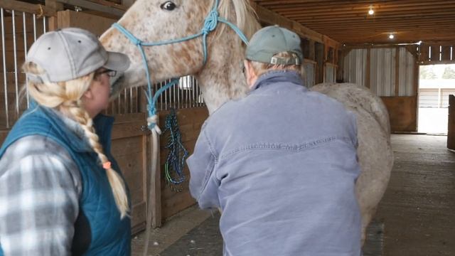 Farm Vet Check 2019 смотреть онлайн