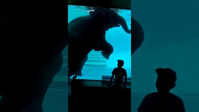 Слон под водой смотреть онлайн