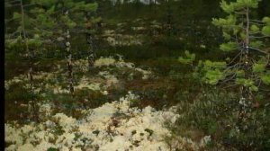 песня Шуточная песня геологов  "БОЛОТО"