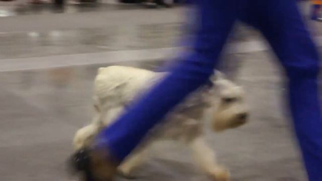 БЕЛОЕ ЧУДО БАРБАРА смотреть онлайн