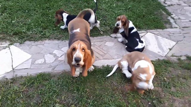 Щенки бассет хаунда смотреть онлайн