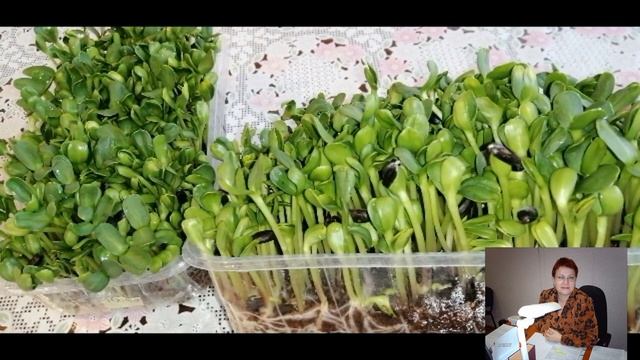 ?????МИКРОЗЕЛЕНЬ В ДОМАШНЕЙ КУХНЕ. КАК И С ЧЕМ ЕСТЬ МИКРОЗЕЛЕНЬ смотреть онлайн