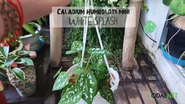 Cây Caladium humboldtii mini White Splash (Môn Mini Xanh Đốm Trắng) chậu treo bí ngô смотреть онлайн