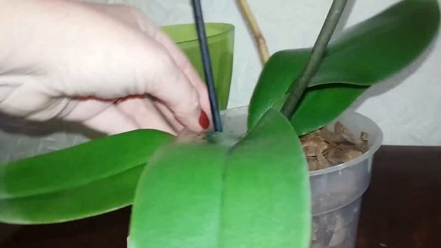 Орхидея .Результат обработки почек цитокининовой пастой . смотреть онлайн