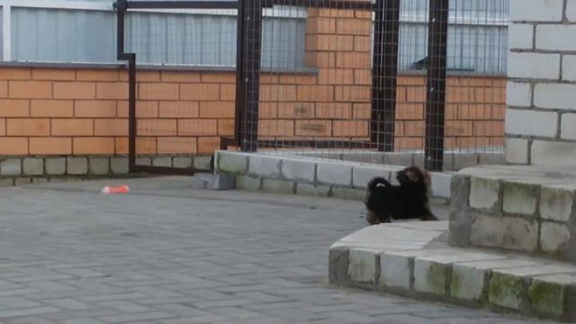 Девочка йоркширского терьера