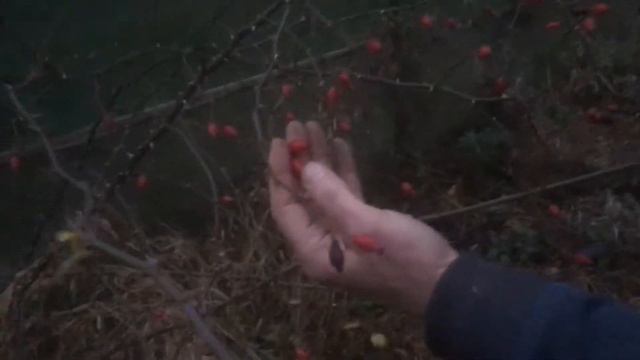 How to take Rose cuttings in winter смотреть онлайн