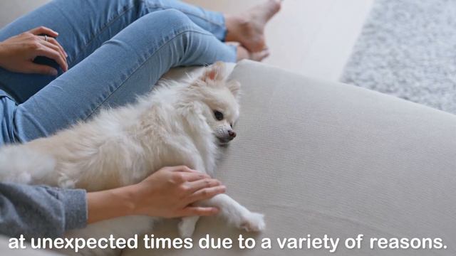 7 Easy Ways to Potty Train a Pomeranian Dog 💩✅ смотреть онлайн