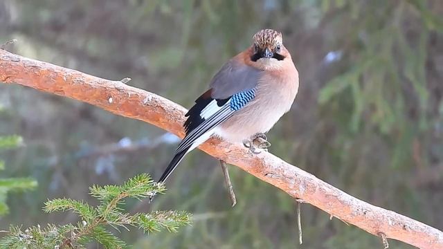 Сойка смотреть онлайн