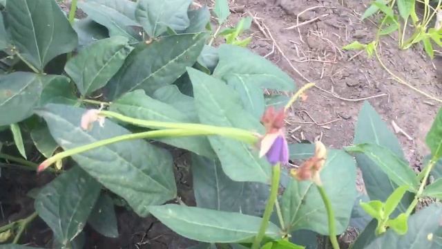 Бобовые культуры Маш, Нут, Чечевица на поле священника Дона Алексия Пилиповича смотреть онлайн