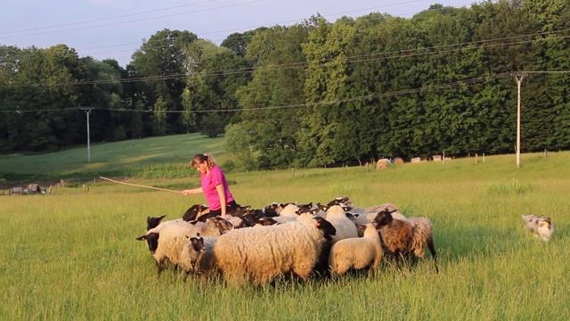 Blue Batik Perla Z Polabí - Pasení Libhošť 31.5.2018