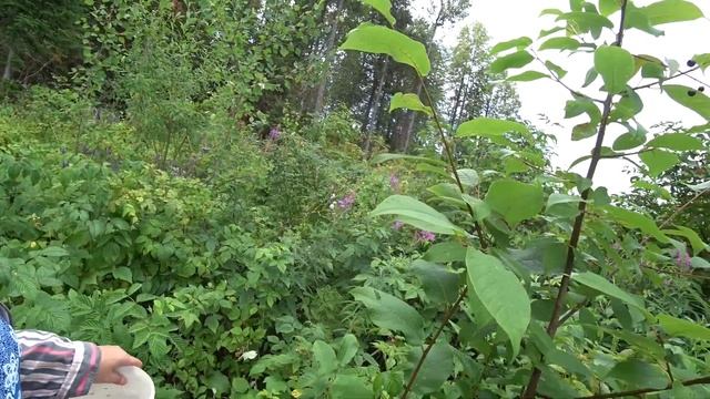 За малиной и за грибами 17 июля 2023 1часть. смотреть онлайн