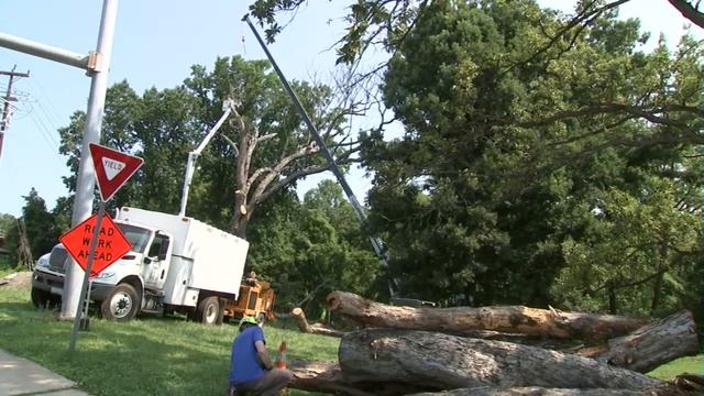 Montgomery County Begins Removing 300-year-old Linden Oak Tree