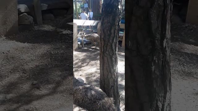 Парк Олимп - Кролики и эму. 2020 г. смотреть онлайн