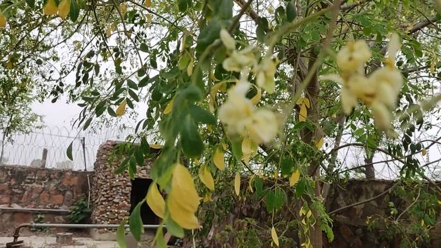 Школа Раджа Йоги. Манесара. 3 смотреть онлайн