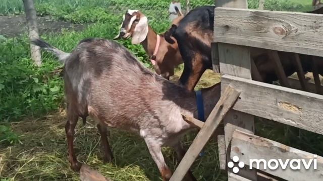 Продажа Англо- нубийских коз и козлят. #англонубийскиекозлятапродажа смотреть онлайн