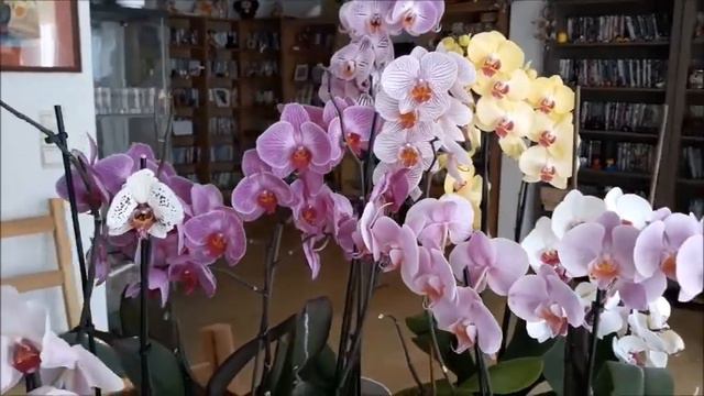 Мой красивые Орхидеи. Карантин карантином а цветы растут назло всем вирусам. смотреть онлайн
