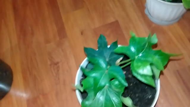 🌼Мои комнатные цветы 2019🌼Новинки этой весны🌼 смотреть онлайн