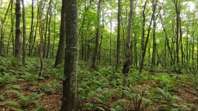 Разные красоты леса. Пение птиц с периодичными звуками для медитации. Лечебные звуки природы | rela смотреть онлайн