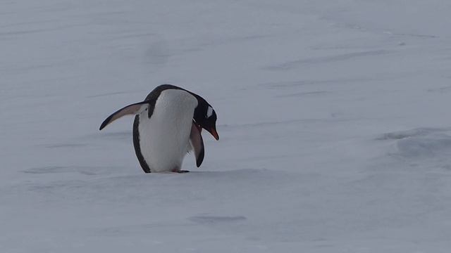 A gentoo penguin having a nice scratch смотреть онлайн