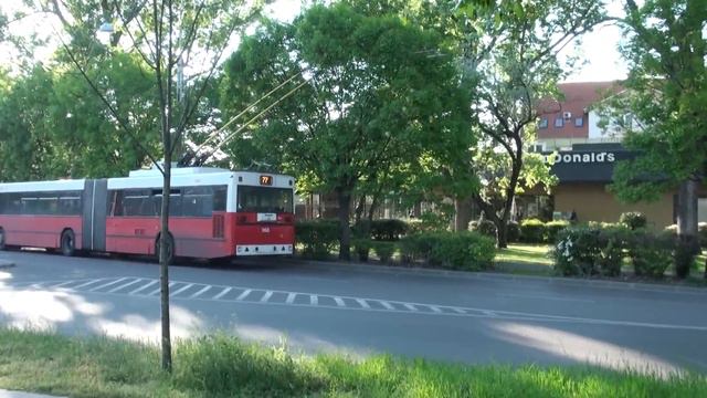 Gömbkőris Növekedése - Fraxinus Ornus 'Mecsek' - Megyeri Kertészet
