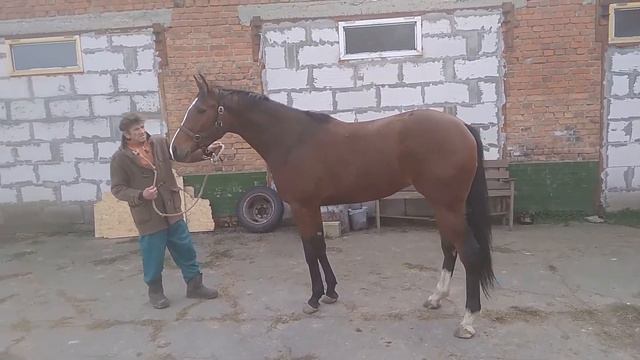 Адельфина(UKR) 2018 Дарьял - Афина Паллада смотреть онлайн