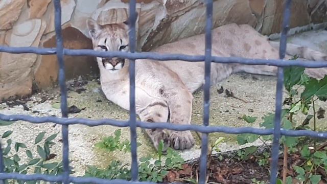 Пума в парке Тайган смотреть онлайн