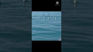 каспии шторм рыбалка.как ловят рыбу кутум