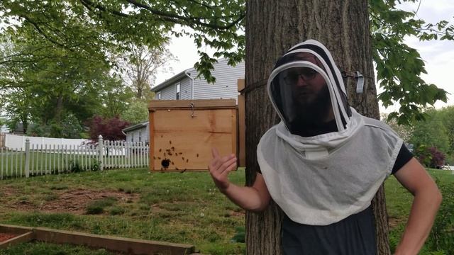 Swarm Trapping Complete Overview - How to Catch Swarms of Honeybees - Our Method 2021- Tips & Trick смотреть онлайн