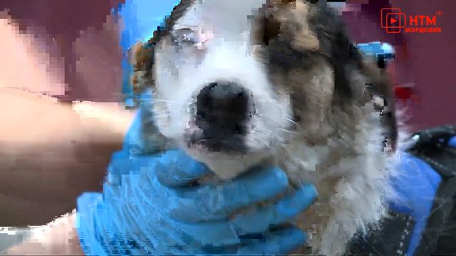 Приют по содержанию безнадзорных животных.