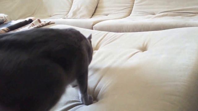 Вязка кота породы Русская голубая. Беларусь. MihSv@tut.by смотреть онлайн