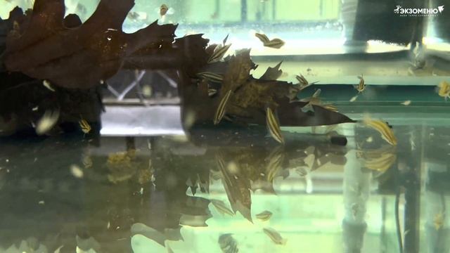 Аквариумные новости с Владимиром Ковалевым (29.05.2023). Бетта рубра и малек КИТик. смотреть онлайн