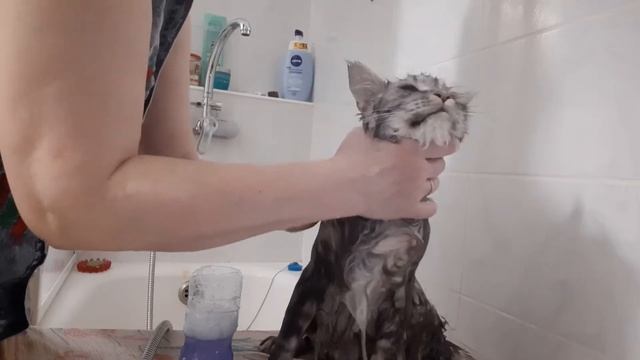 Как вымыть кота и кошку. Как почистить хвост коту. Мейн-кун. смотреть онлайн