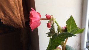 КАК ЦВЕЛА МОЯ РОЗОВАЯ КЛУБНЕВАЯ БЕГОНИЯ FIMBRIATA!