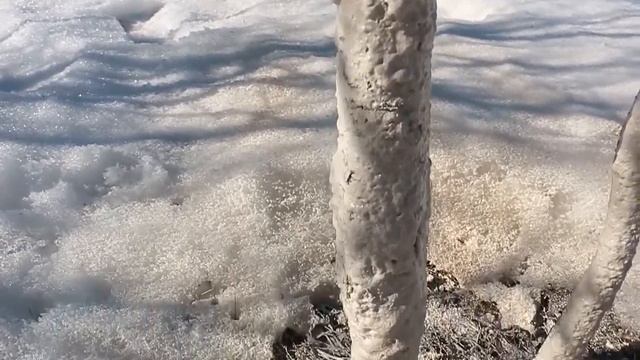 Когда белить деревья смотреть онлайн
