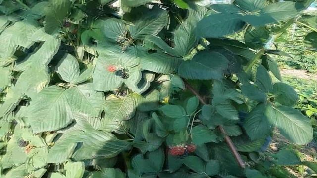 Ежевика Небеса Могут Подождать - сорт для всех, дачников и профессионалов смотреть онлайн