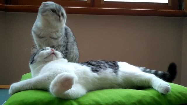 Мастер-класс от ленивого кота "Играем лёжа"/ Scottish straight for sale смотреть онлайн