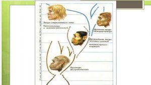 Биология. Этапы антропогенеза