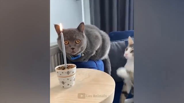 Самые смешные животные _ Приколы с котами и собаками 2022 _ LA #34.mp4 смотреть онлайн