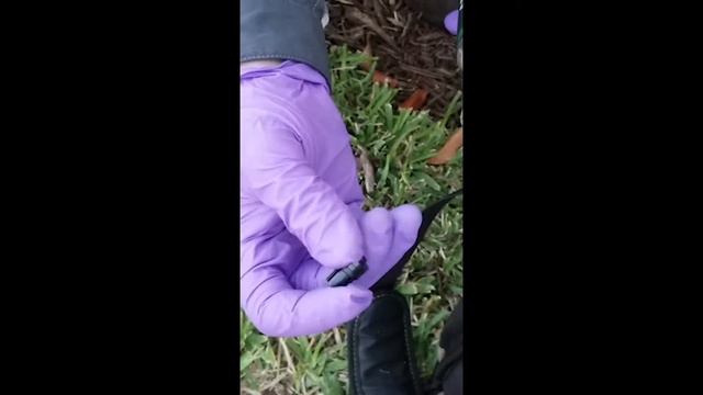 Injecting Palms, part 9 - Two Ways to Inject Palm Trees смотреть онлайн