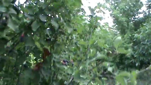 ирга смотреть онлайн