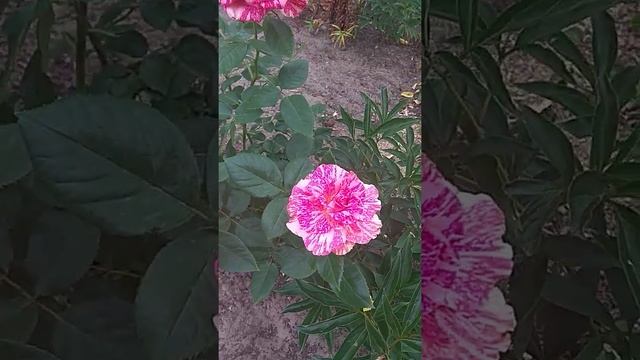 Роза Пинк Интуишин