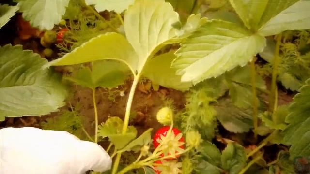 ВЕСЕННИЙ ОБЗОР САДА, ЦВЕТУТ ПИОНЫ смотреть онлайн