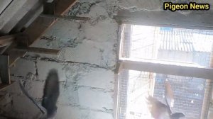 Хитрость - Как заходят голуби в Закрытой Голубятни