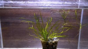 ЭХИНОДОРУС ТЕННЕЛУС ( Echinodorus tenellus )