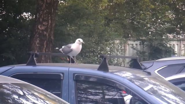 Чайки Твери. Часть 9: Полёт с крыши смотреть онлайн